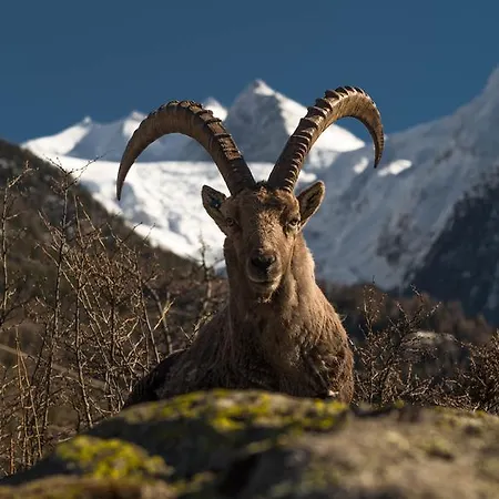 Lejlighedshotel Appartments Montana Grächen