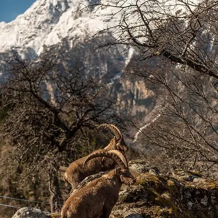 Appartments Montana 3* Grächen