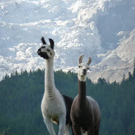 Appartments Montana Apartmanhotel Grächen